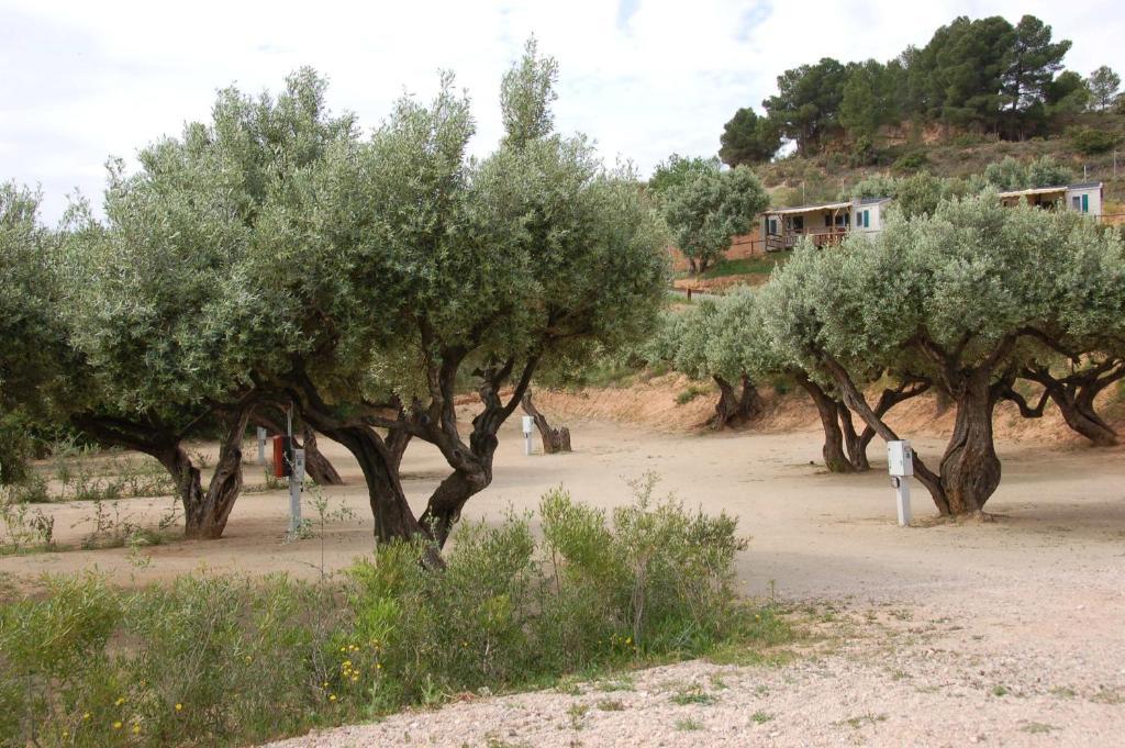Camping Terra Alta Bot Dış mekan fotoğraf